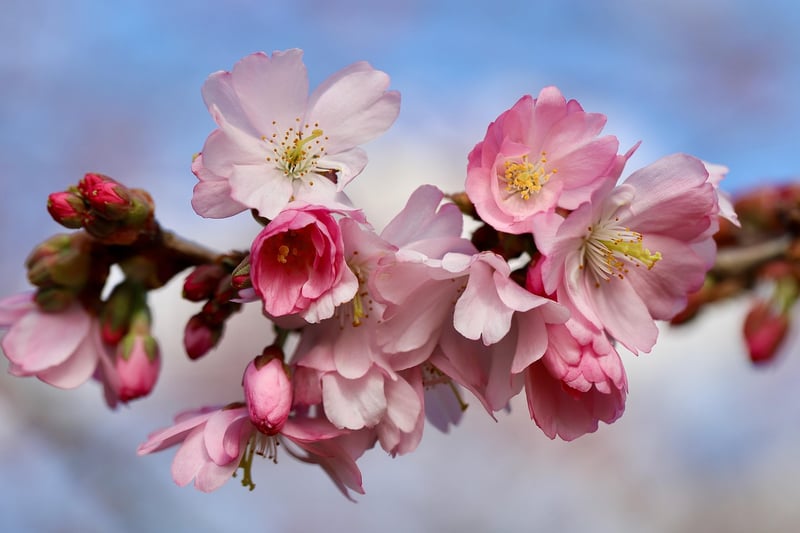 Hanami Festival in Japan