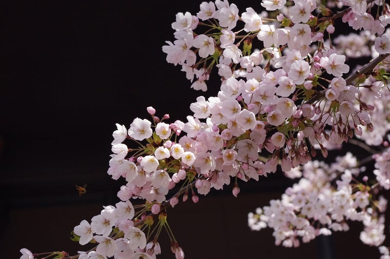 Cherry Blossom Viewing in Japan